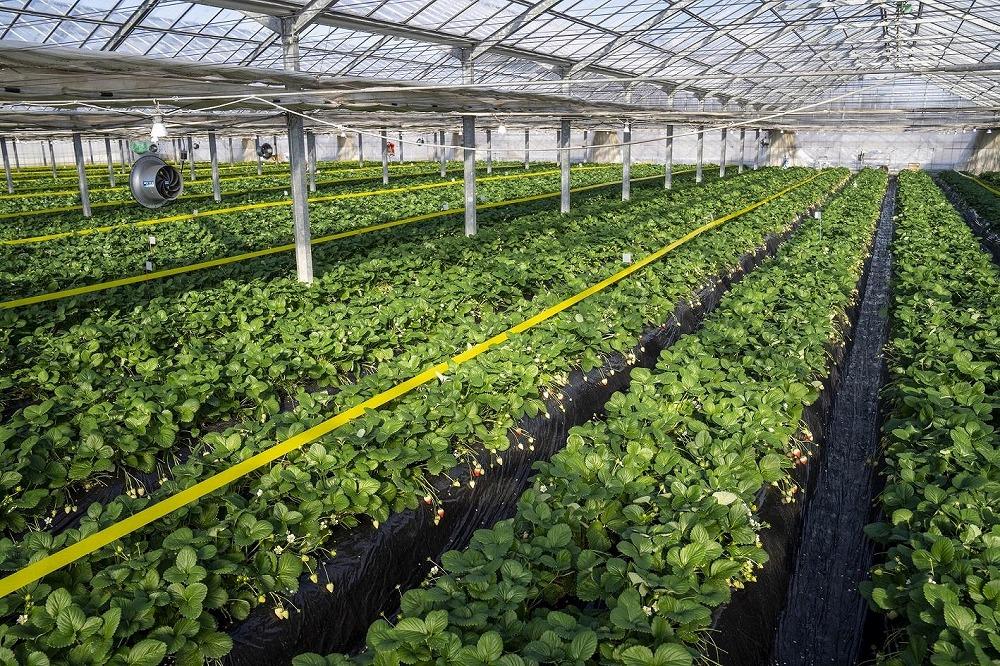 【朝採り・農園直送（3月~5月収穫・冷蔵で発送）】栃木県産とちあいか（大粒290ｇ×2パック）×1箱