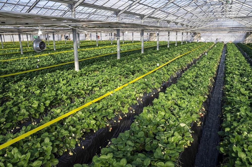 【朝採り・農園直送(3月~6月収穫・発送)】栃木県産とちあいか（レギュラー270ｇ×4パック）×2箱