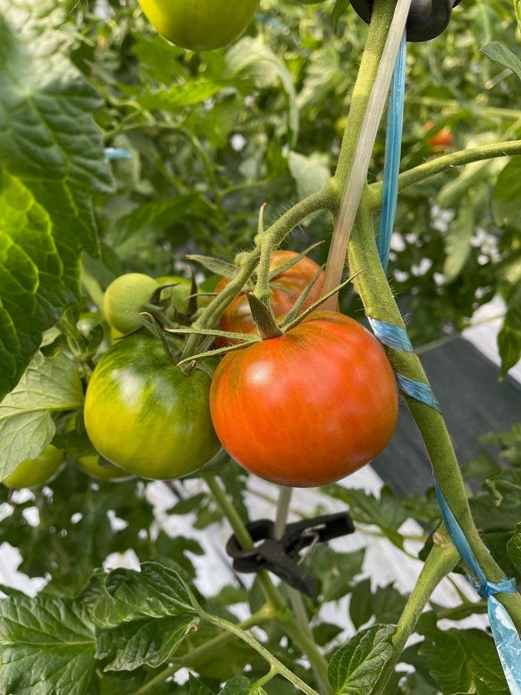 【数量・季節限定2026年2月から5月収穫・発送】那須の五峰美トマト（糖度8度以上、約2kg）