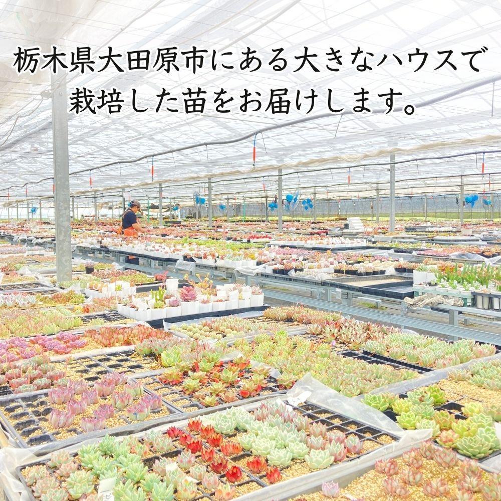 【多肉植物】大きな寄せ植え直径15cm白ポット