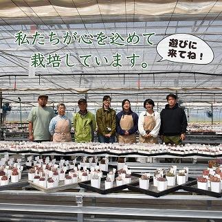 【多肉植物】エケベリア苗アソート8個セット