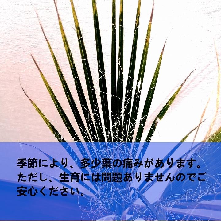 ワシントンヤシ　Washingtonia filifera_栃木県大田原市生産品_Bear‘s palm