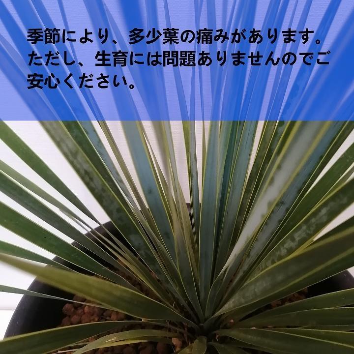 ユッカ・ロストラータ　Yucca rostrata_栃木県大田原市生産品_Bear‘s palm