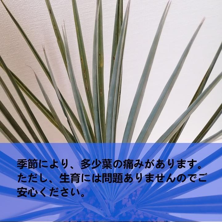 ブラヘアアルマータ シルバーリーフ ブラヘアアルマータ メキシカン