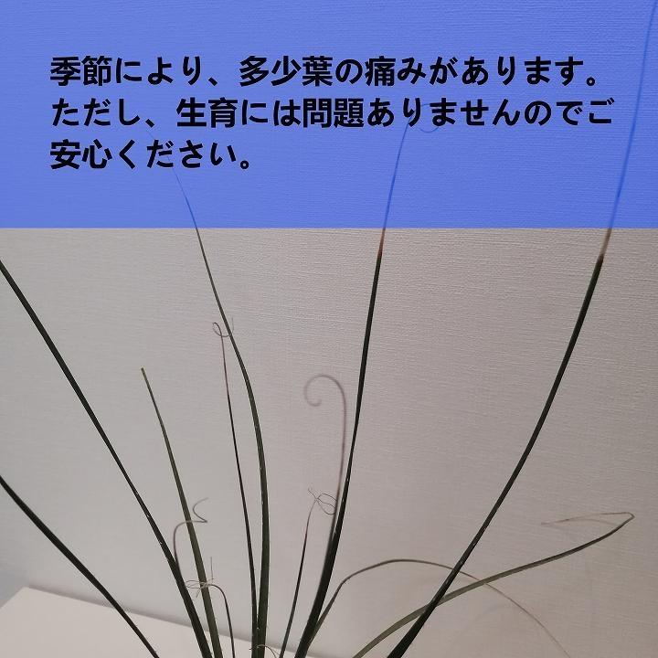ダシリリオン・ウィーレリ　Dasylirion wheeleri_栃木県大田原市生産品_Bear‘s palm