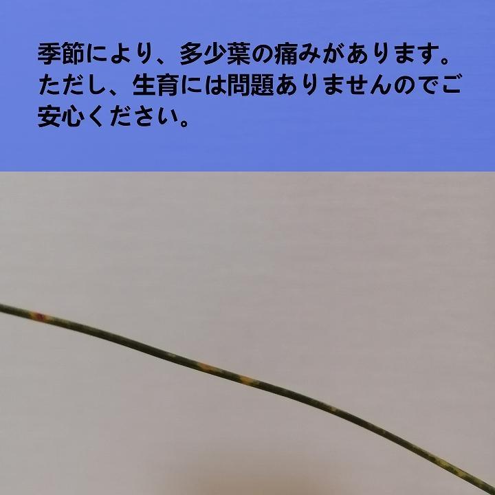 ダシリリオン・ロンギシマム　Dasylirion longissimum_栃木県大田原市生産品_Bear‘s palm