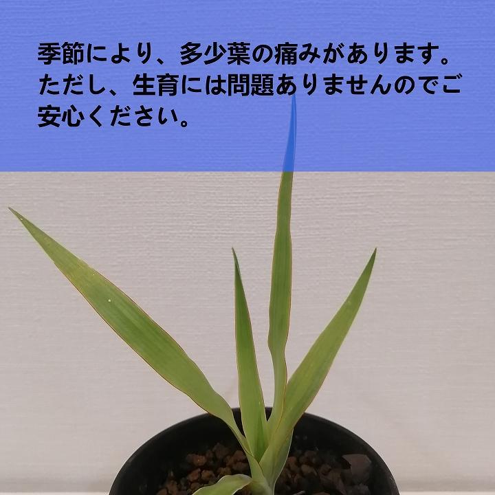 ドラセナドラコ　Dracaena draco subsp.draco_栃木県大田原市生産品_Bear‘s palm