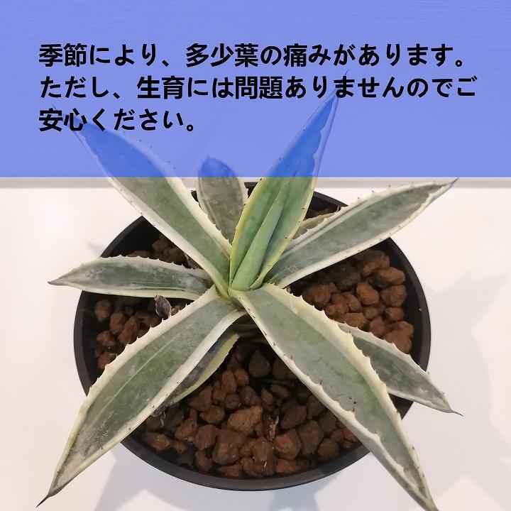 アガベアメリカーナ　Agave americana Variegata_栃木県大田原市生産品_Bear‘s palm