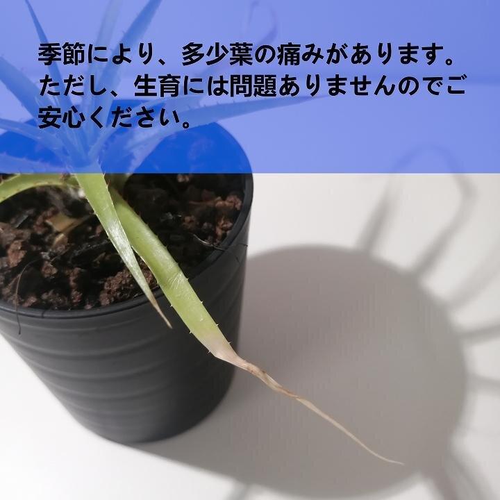 プヤ・ミラビリス　Puya mirabilis_栃木県大田原市生産品_Bear‘s palm