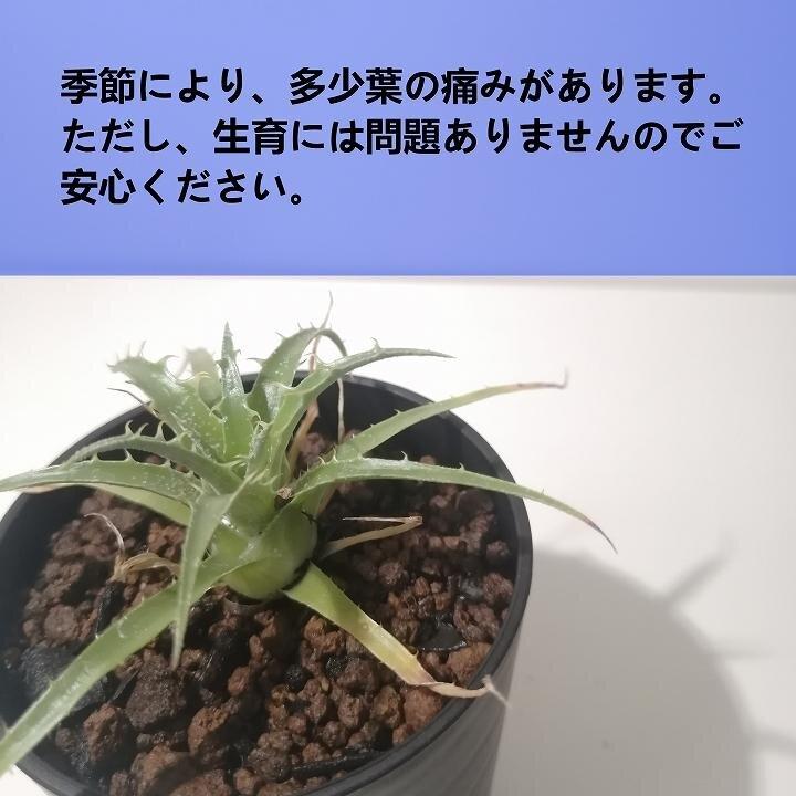 プヤ・セルーレア　puya coerulea var. coerulea_栃木県大田原市生産品_Bear‘s palm