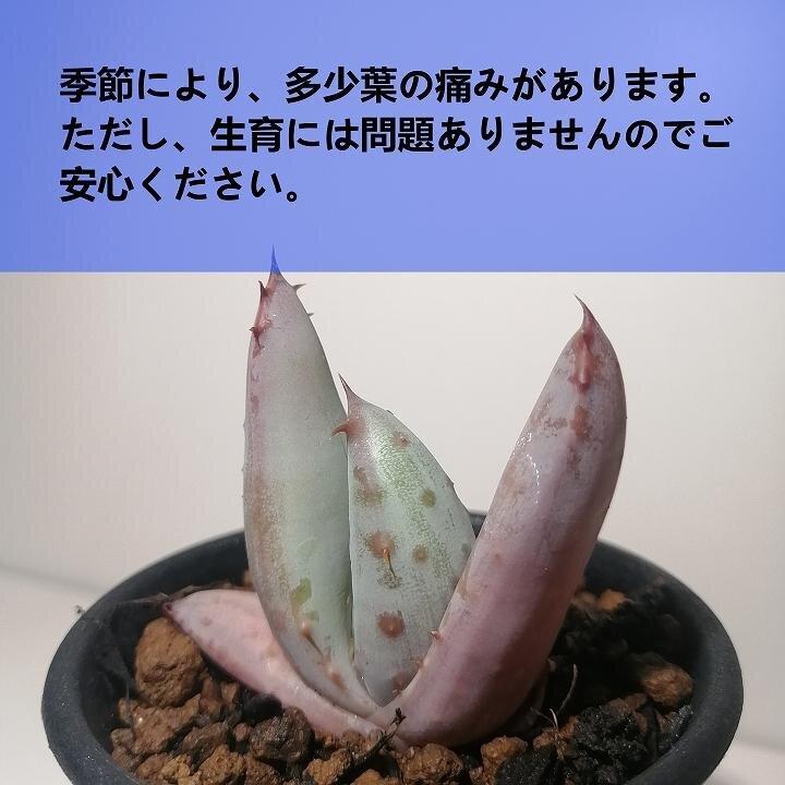 アロエ・アクレアータ　Aloe aculeata_栃木県大田原市生産品_Bear‘s palm