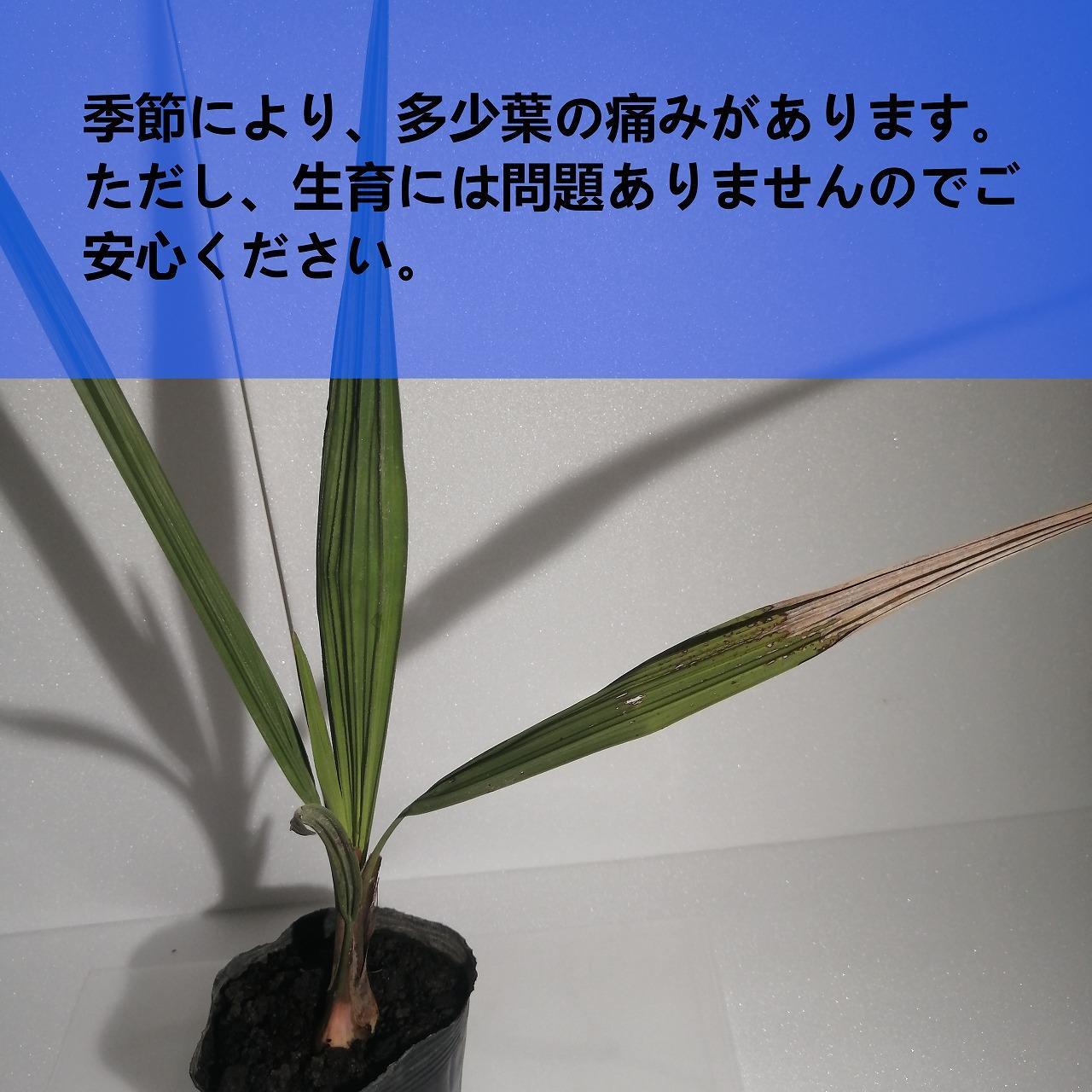 ココスヤシ_栃木県大田原市生産品_Bear‘s palm