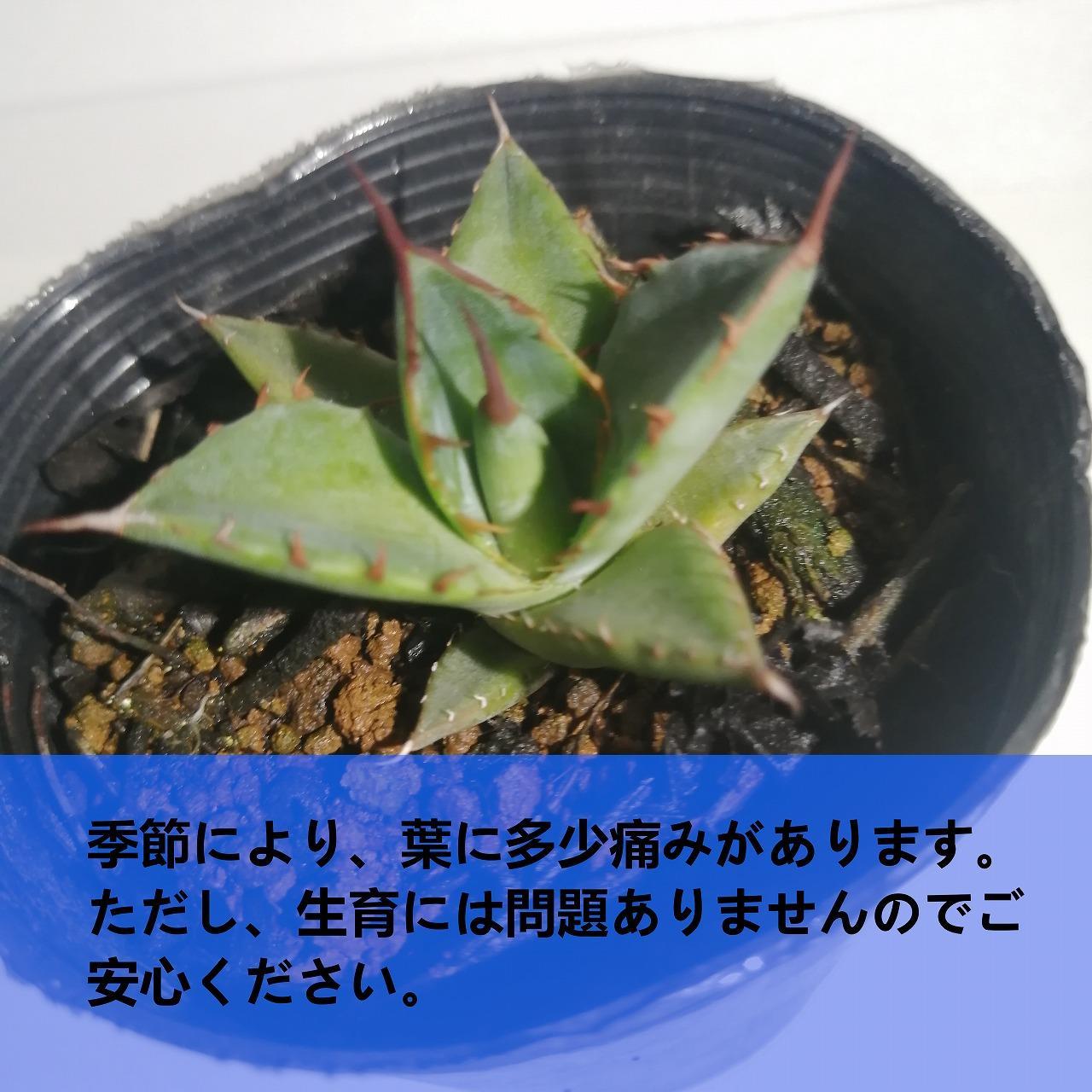 アガベ ホリダ Agave horrida ssp. horrida_栃木県大田原市生産品_Bear's palm: 大田原市ANAのふるさと納税