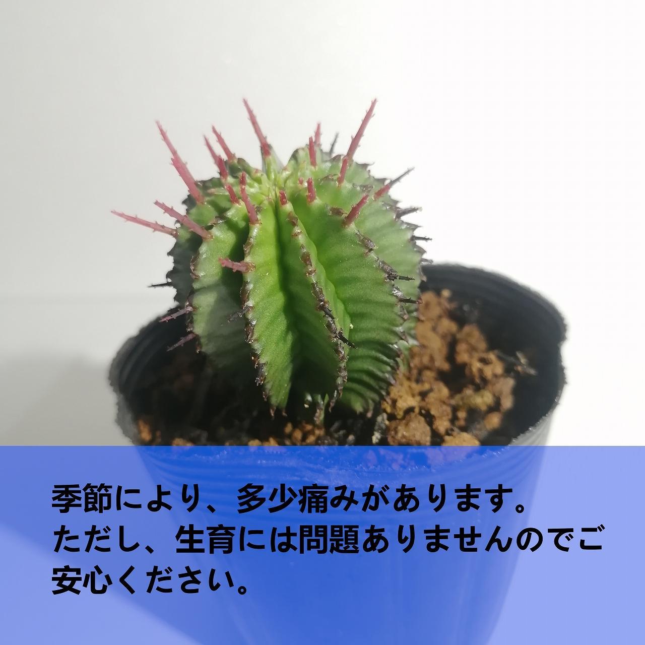 ユーフォルビア ポリゴナ　Euphorbia polygona_栃木県大田原市生産品_Bear‘s palm