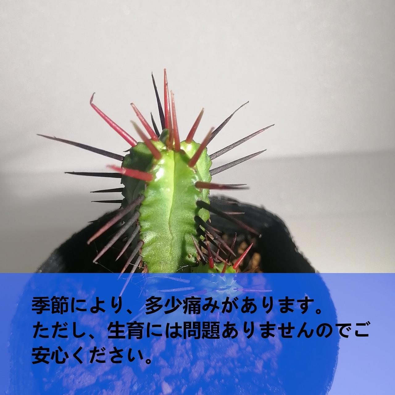 ユーフォルビアエノプラ　Euphorbia enopla_栃木県大田原市生産品_Bear‘s palm