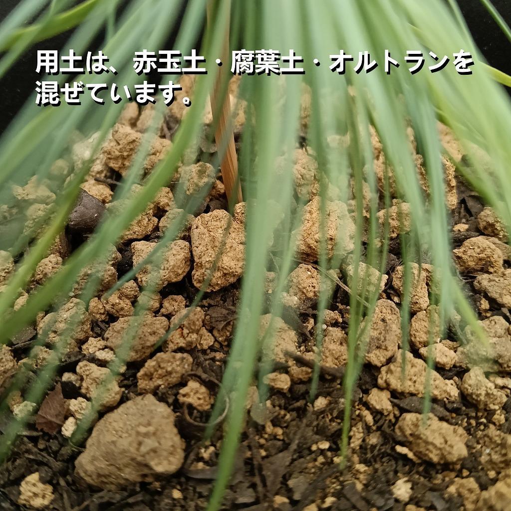 マルチネスピニョンマツ　Pinus maximartinezii _栃木県大田原市生産品_Bear‘s palm