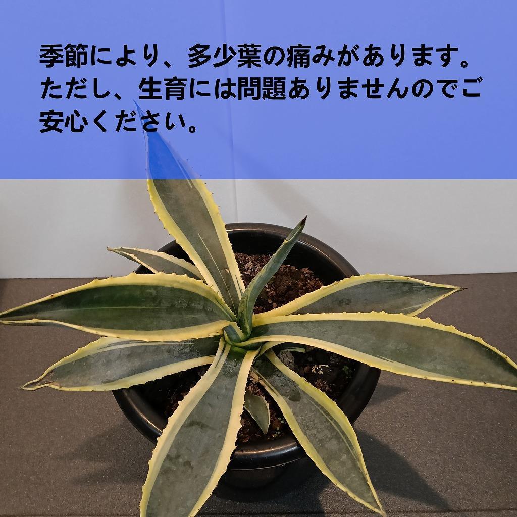 アガベアメリカーナ中株　Agave americana Variegata_栃木県大田原市生産品_Bear‘s palm