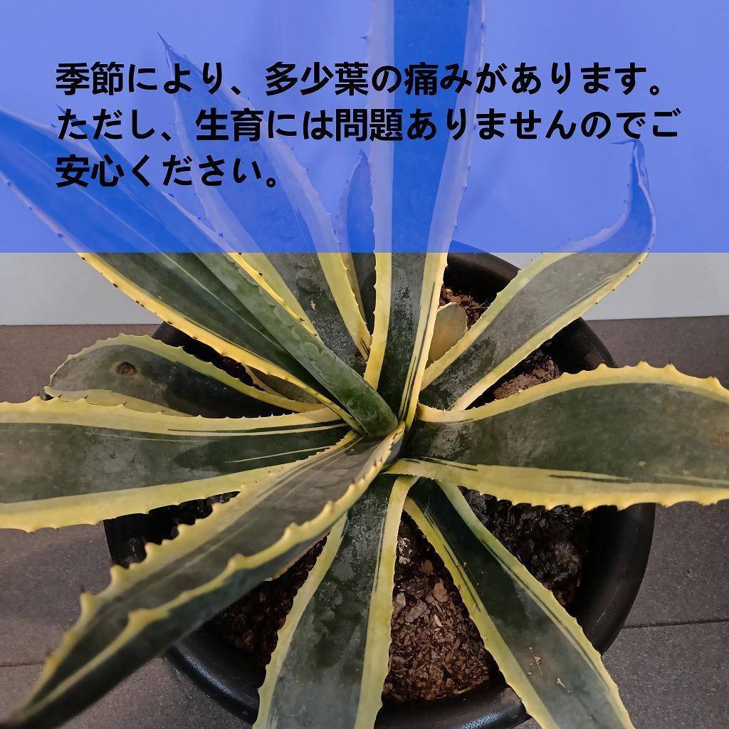 アガベアメリカーナ大株　Agave americana Variegata_栃木県大田原市生産品_Bear‘s palm