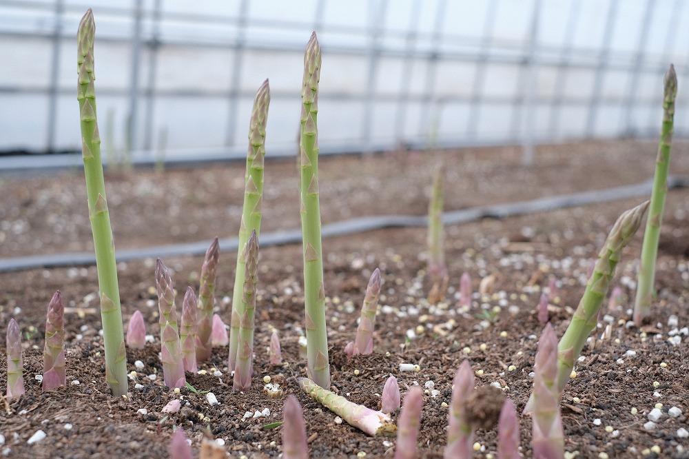 【2025年4月発送】那須の麓の朝採りアスパラガス　並サイズ　1kg