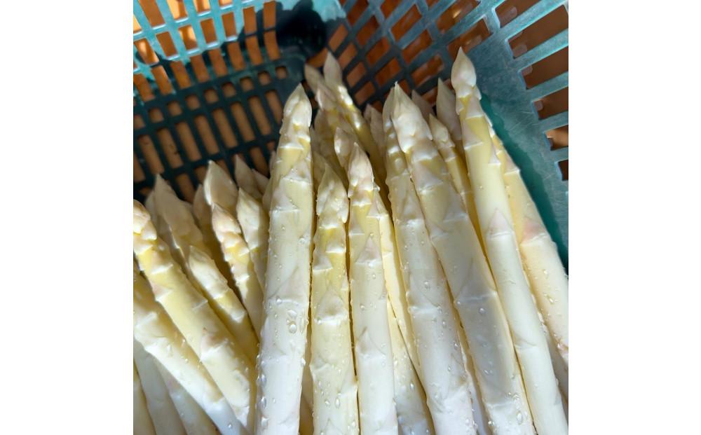 【2025年4月発送】那須の麓の朝採りホワイトアスパラガス　おまかせサイズ　1kg