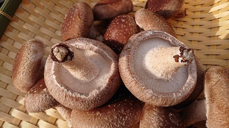 「農水大臣賞」受賞　金沢さんの菌床しいたけギフトセット1kg