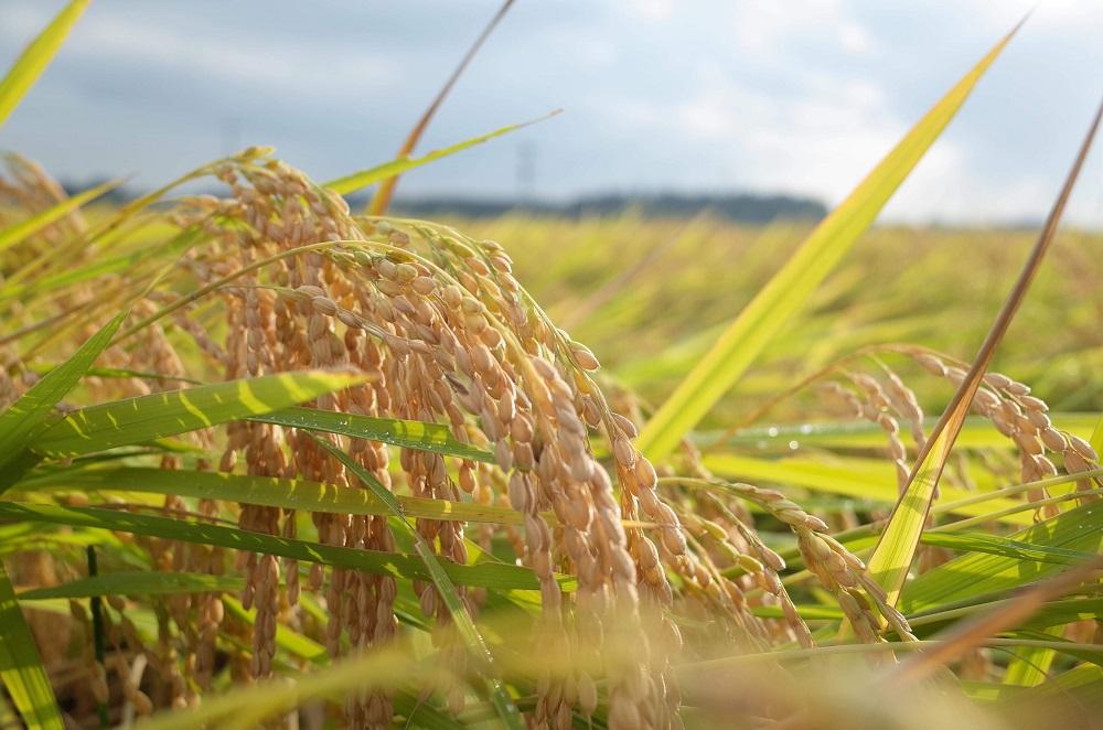 栃木県大田原市YOZE FARMさんのコシヒカリ令和7年度産　白米10kg