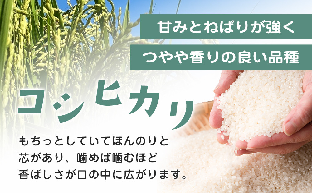 ≪2025年10月中旬以降発送≫令和7年産 栃木県大田原市産コシヒカリ「富米」 白米 10キロ ｜米 お米  コメ こしひかり 10kg