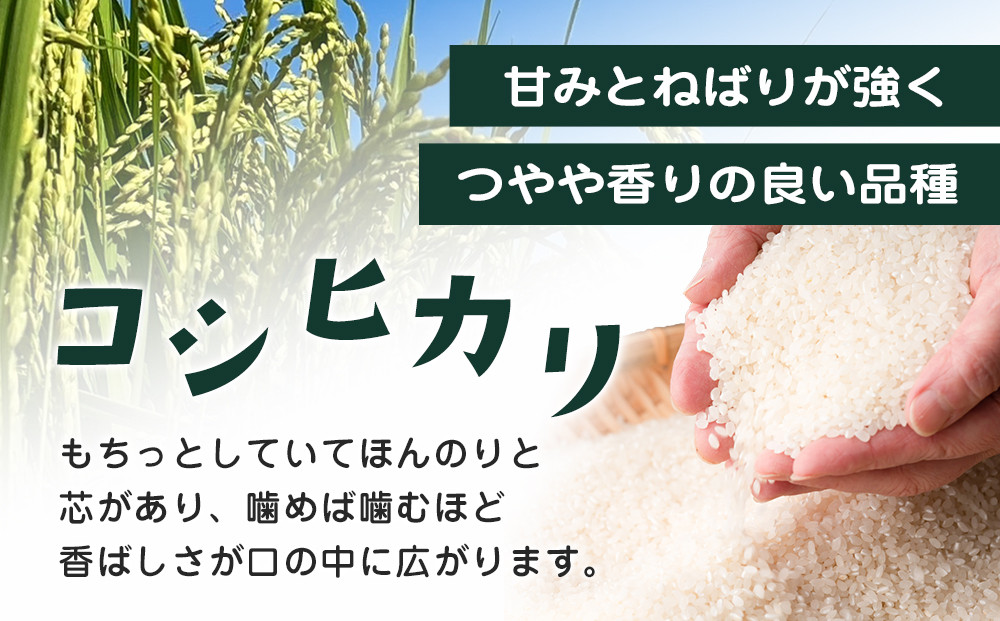 ≪2025年10月中旬以降発送≫ 令和7年産 栃木県大田原市産コシヒカリ「富米」 白米 5キロ ｜米 お米  コメ こしひかり 5kg
