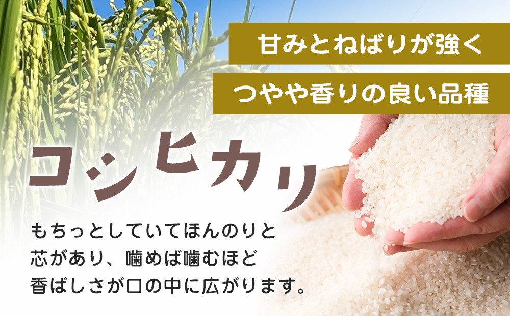 ≪お申込みから2週間以内に発送≫令和7年産 栃木県大田原市産コシヒカリ「富米」 無洗米　5キロ ｜米 お米  無洗米 コメ こしひかり 5kg