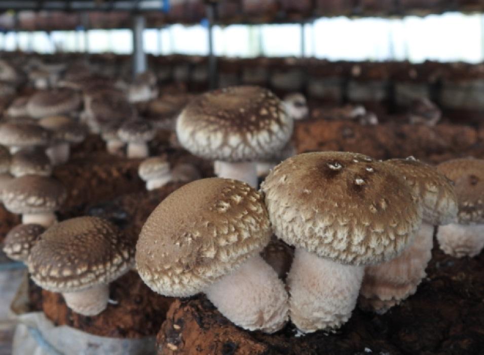 料理に便利な乾燥きのこセット				