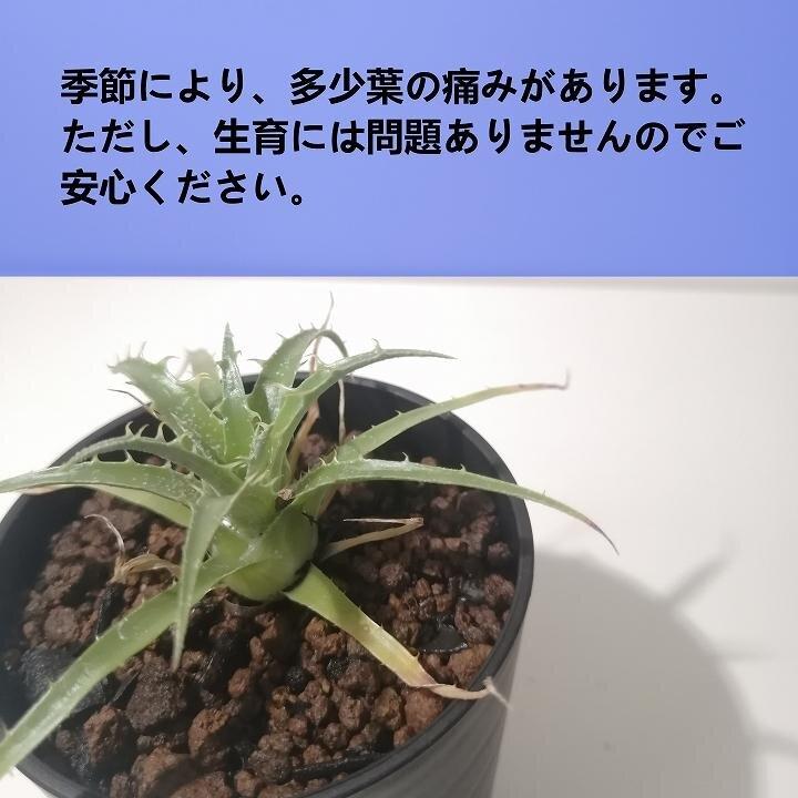 Puya coerulea var. coerulea プヤ セルーレア 美株 大株 - 観葉植物