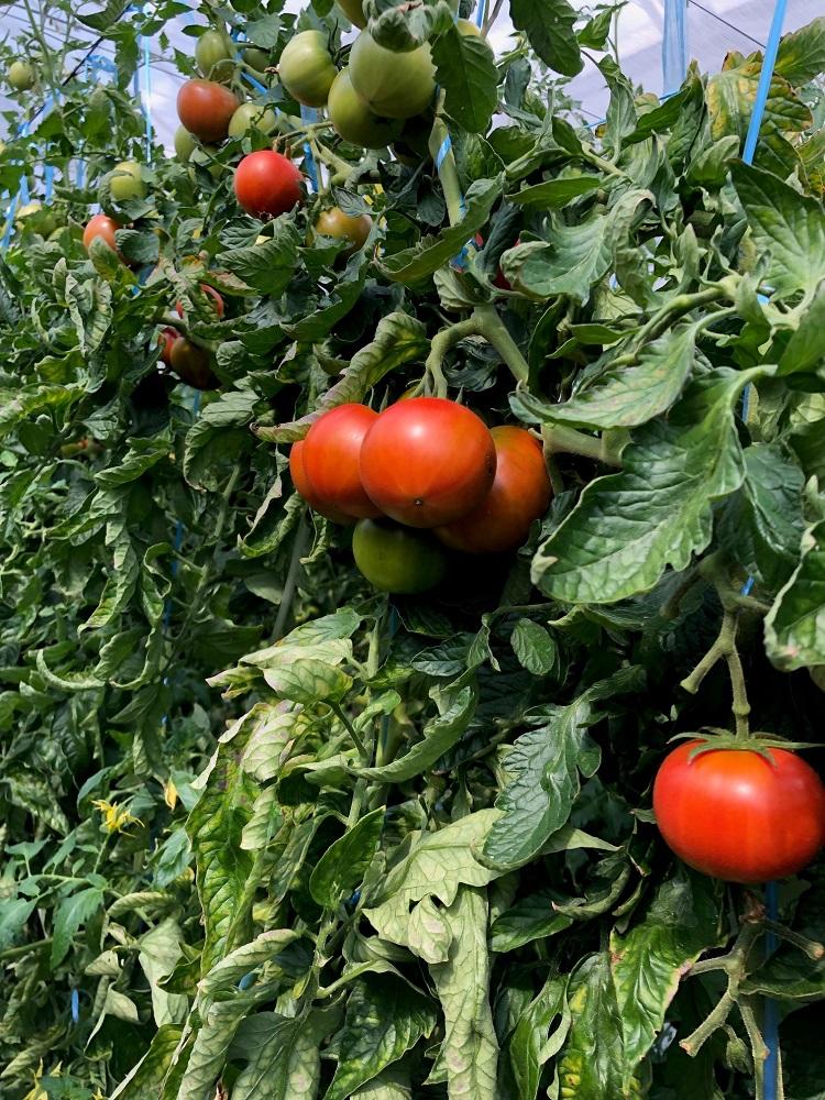 【数量・季節限定2026年2月から5月収穫・発送】那須の五峰美トマト（糖度8度以上、約2kg）