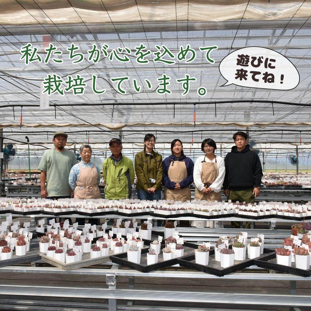 【多肉植物】大きな寄せ植え直径18cm白ポット