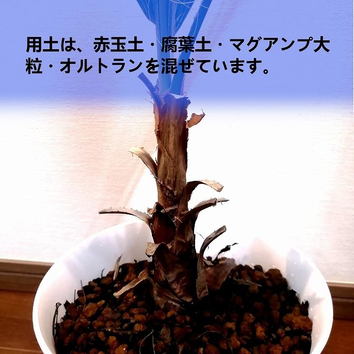 ワシントンヤシ　Washingtonia filifera_栃木県大田原市生産品_Bear‘s palm