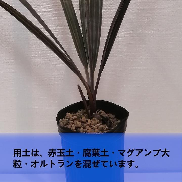 ビスマルキアノビリスシルバー Bismarckia nobilis Silver_栃木県