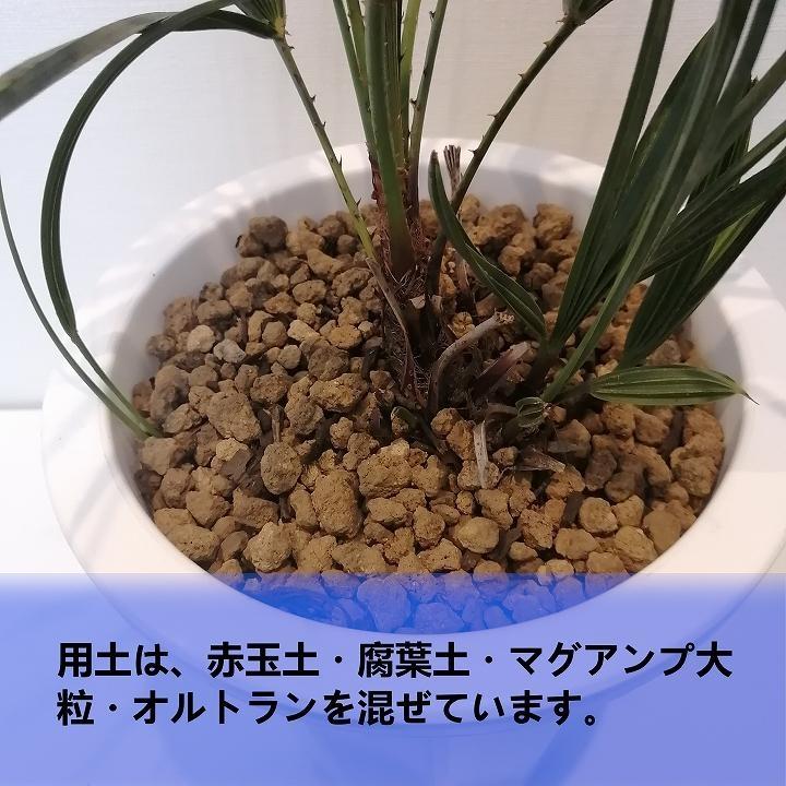 チャメロプス フミリス セリフェラ Chamaerops humilis var. cerifera_栃木県大田原市生産品_Bear's palm:  大田原市ANAのふるさと納税