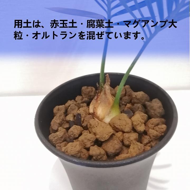 蘇鉄　Cycas revoluta_栃木県大田原市生産品_Bear‘s palm