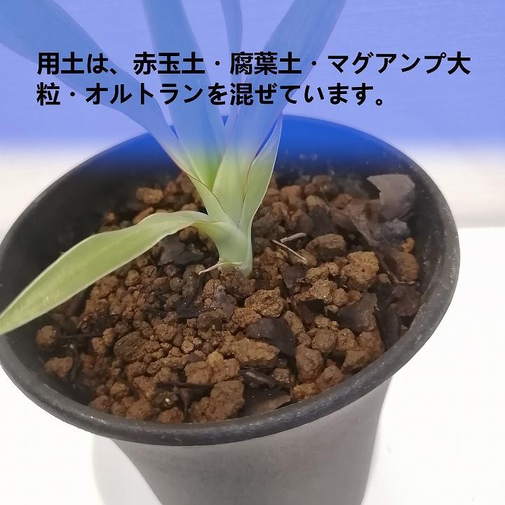 ドラセナドラコ　Dracaena draco subsp.draco_栃木県大田原市生産品_Bear‘s palm