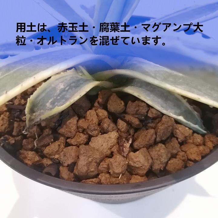 アガベアメリカーナ　Agave americana Variegata_栃木県大田原市生産品_Bear‘s palm