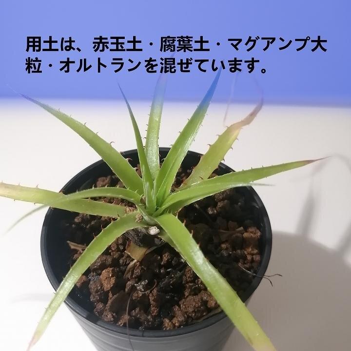 プヤ・ミラビリス Puya mirabilis_栃木県大田原市生産品_Bear's palm: 大田原市ANAのふるさと納税