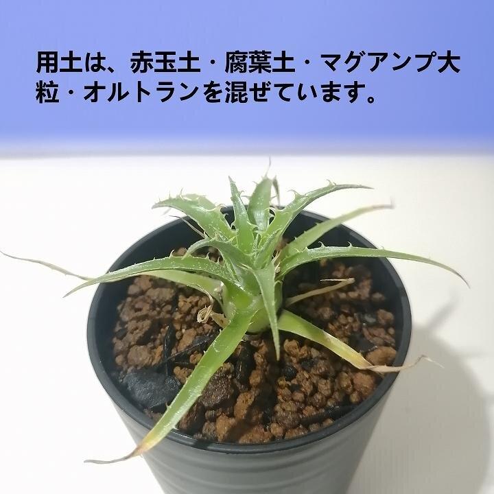 プヤ・セルーレア　puya coerulea var. coerulea_栃木県大田原市生産品_Bear‘s palm