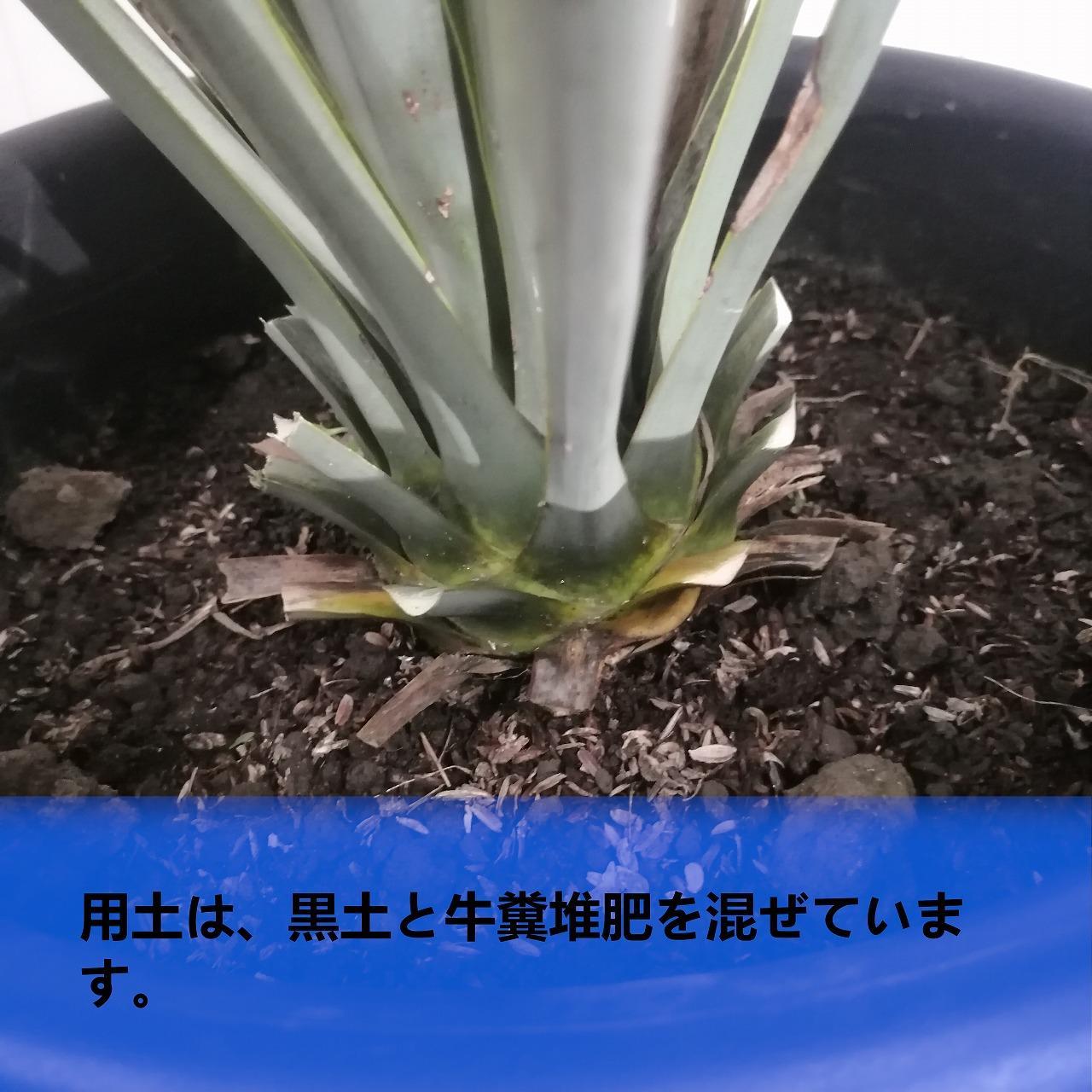 ユッカ リギダ　Yucca rigida_栃木県大田原市生産品_Bear‘s palm