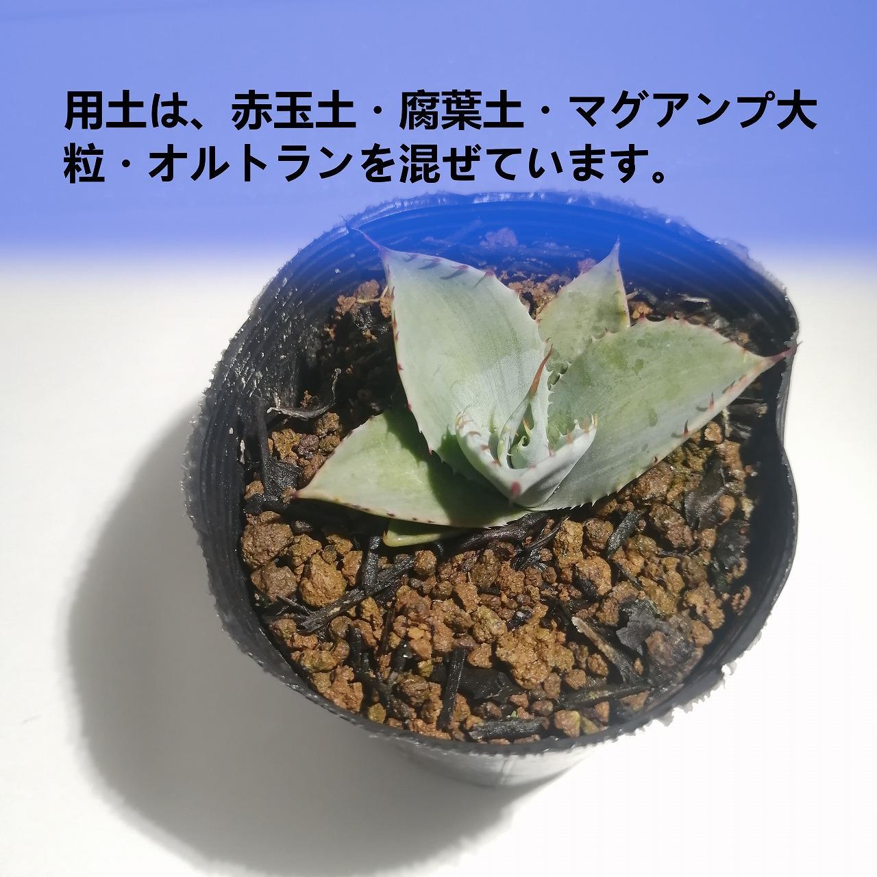 アガベパリートランカータ　Agave parryi var. truncata_栃木県大田原市生産品_Bear‘s palm