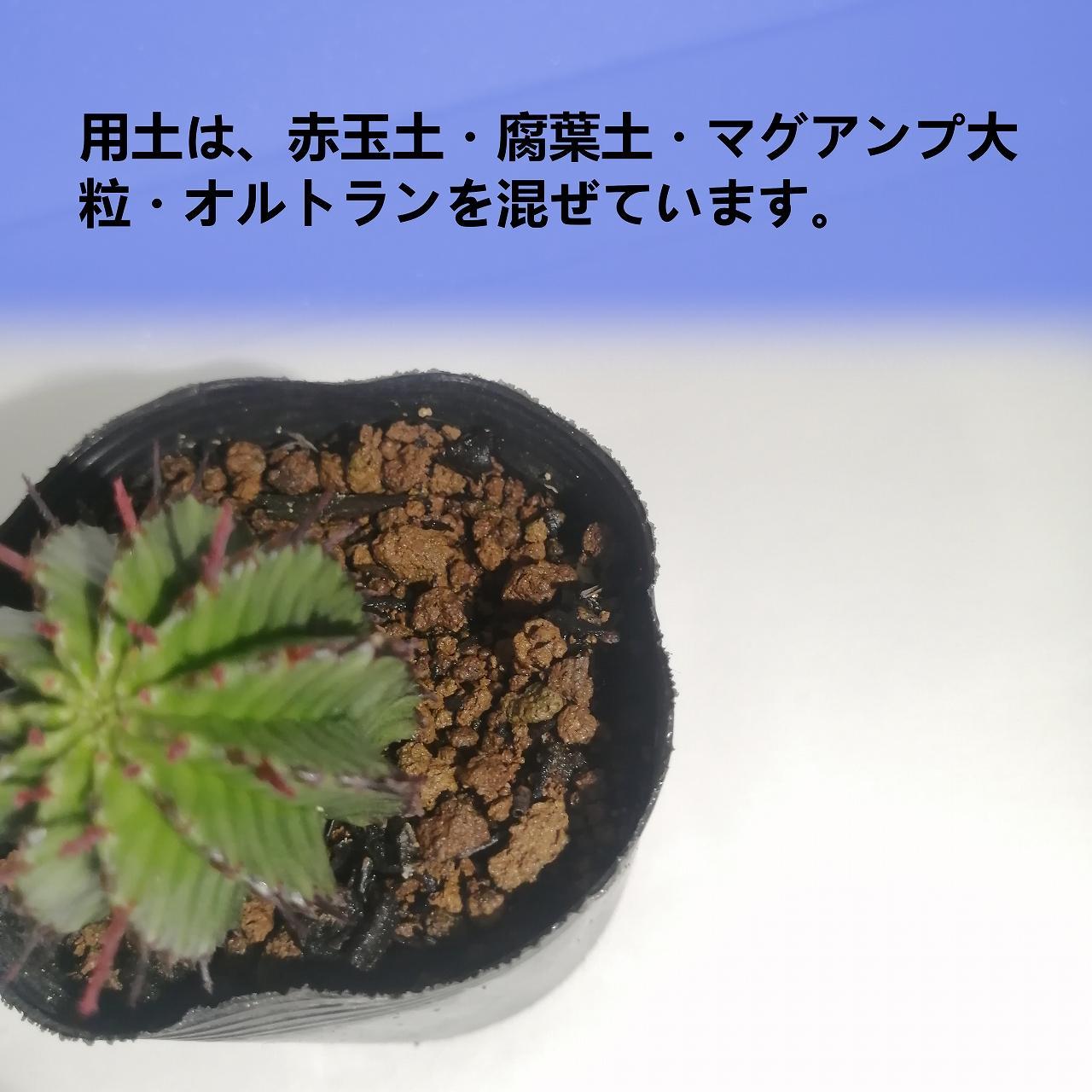 ユーフォルビア ポリゴナ　Euphorbia polygona_栃木県大田原市生産品_Bear‘s palm