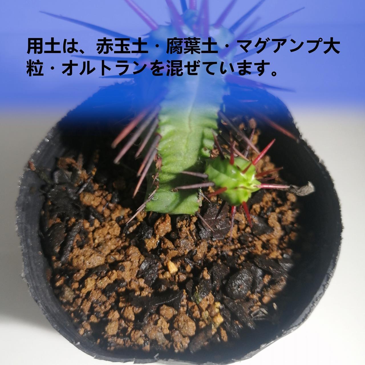 ユーフォルビアエノプラ　Euphorbia enopla_栃木県大田原市生産品_Bear‘s palm