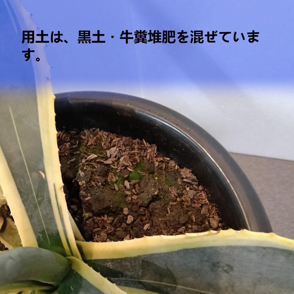 アガベアメリカーナ中株　Agave americana Variegata_栃木県大田原市生産品_Bear‘s palm