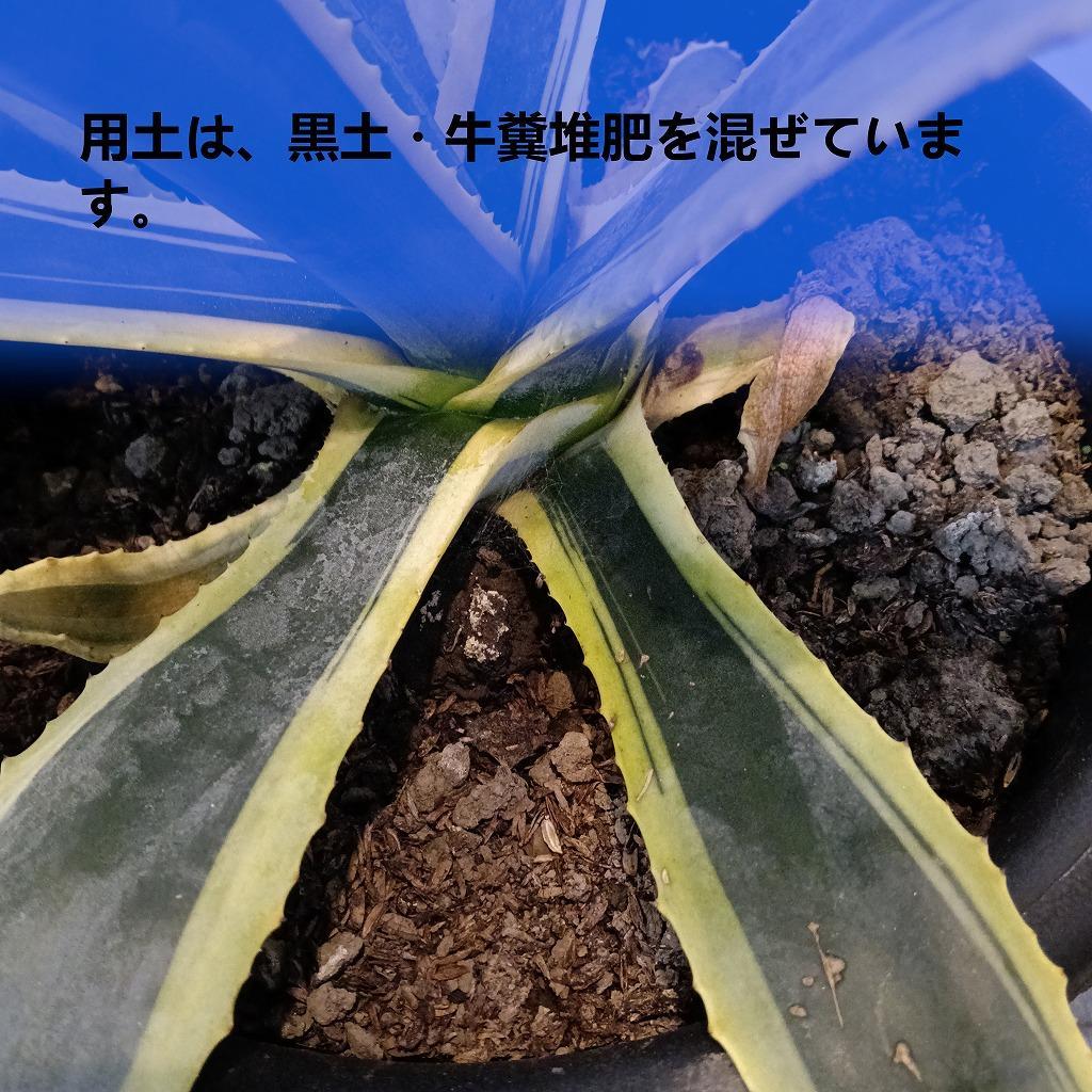 アガベアメリカーナ大株　Agave americana Variegata_栃木県大田原市生産品_Bear‘s palm