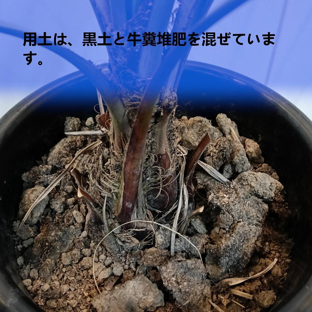 ココスヤシ大株_栃木県大田原市生産品_Bear‘s palm