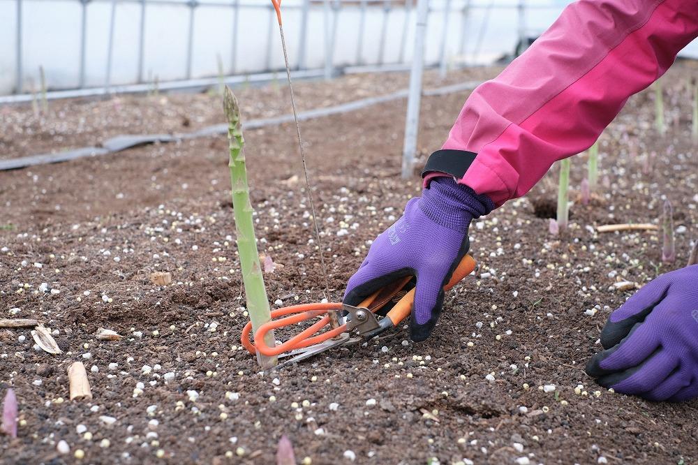 【2025年4月発送】那須の麓の朝採りアスパラガス　並サイズ　1kg