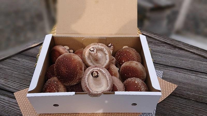 「農水大臣賞」受賞　金沢さんの菌床しいたけギフトセット1kg